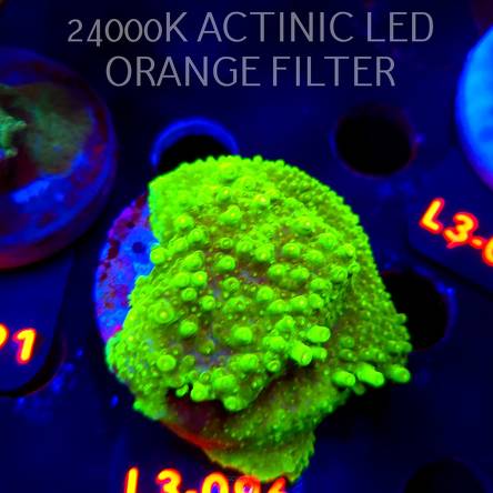 Acropora sp. PREMIUM AUSTRALIA (09.05.2026) L3-096  5cm