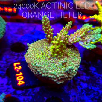 Acropora MILLEPORA (17.03.2026) L2-077  6cm