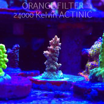 Acropora Jason Fox's B33 BOMBER Acro (24.05.2025) L2-I-8  3cm