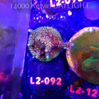 Acropora sp. AUSTRALIA (18.03.2026) L2-092  4cm