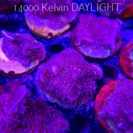 Pavona decussata (19.09.2025)  5cm