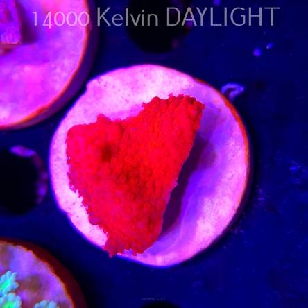 Montipora setosa ORA (20.02.2026)  4cm