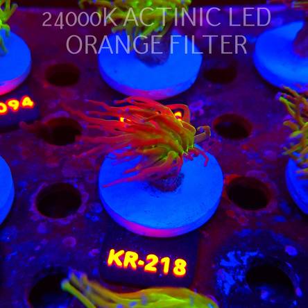 Euphyllia glabrescens TG TOXIC JOKER TORCH (01.09.2026) KR-218