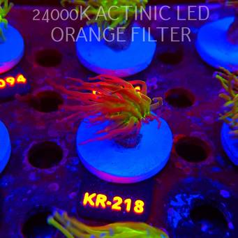 Euphyllia glabrescens TG TOXIC JOKER TORCH (01.09.2026) KR-218