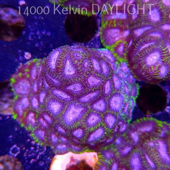 Favia WWC SPACE MONKEY (23.11.2025)  7cm