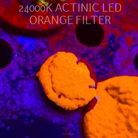 Leptoseris foliosa GOLD (08.11.2025) MM1-I-11  3cm