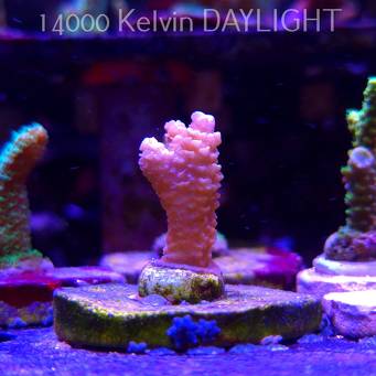 Acropora sp. AUSTRALIA (21.06.2025) L4-I-17  4cm