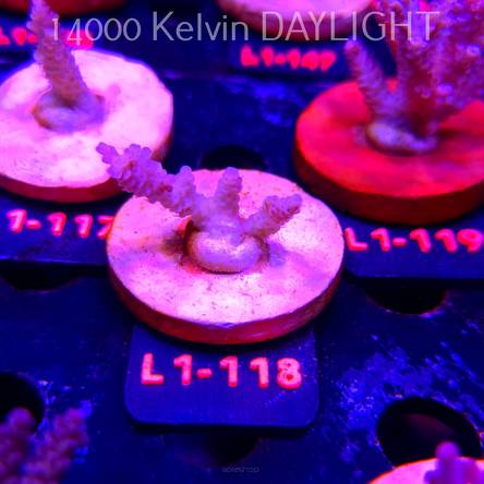 Acropora RED PLANET ULTRA AUSTRALIA (02.08.2026) L1-118  3cm