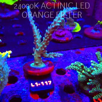 Acropora sp. AUSTRALIA  (16.03.2026) L1-117  12cm