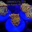 Euphyllia paraancora GOLD HOLOGRAM HAMMER (02.04.2025)