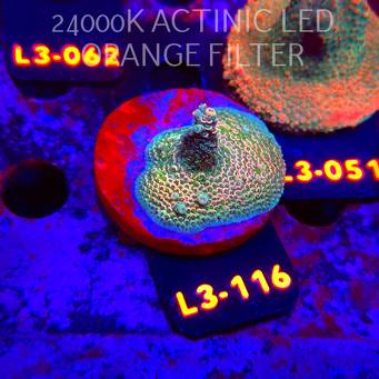 Acropora sp. PREMIUM AUSTRALIA (05.01.2026) L3-116  4cm