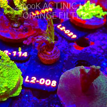 Acropora EC Frankie's Kryptonite (17.03.2026) L2-008  5cm