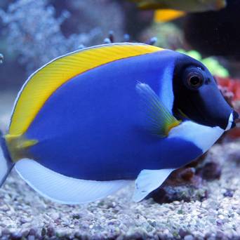 Acanthurus leucosternon (Pokolec Białobrody) 8-9 cm