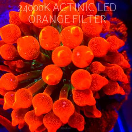 Entacmaea quadricolor RAINBOW SUNBURST (06.03.2026) XL