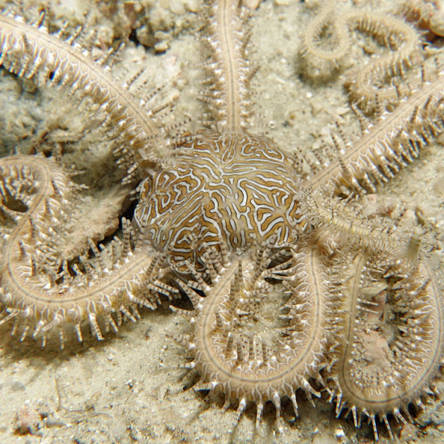 Wężowidło Ophiarthrum pictum (WHITE Brittle Starfish)