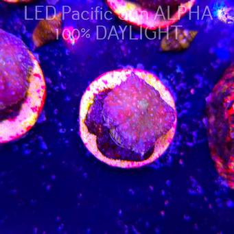 Rhodactis WWC LEMON HAZE (23.01.2025)