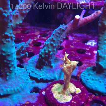 Acropora sp. AUSTRALIA (06.11.2025) MM1-II-4  12cm