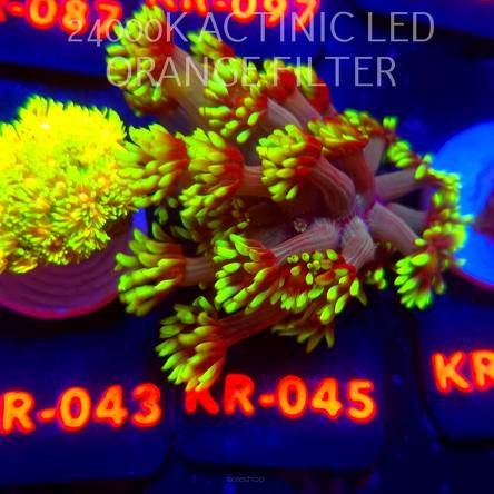 Goniopora NUCLEAR GREEN HIGHLIGHTER (02.11.2025) KR-045  2cm
