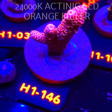 Acropora spathulata JMC DRAGON SCALES (02.02.2026) H1-146  5cm