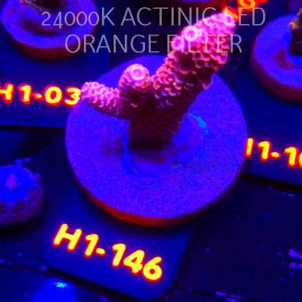 Acropora spathulata JMC DRAGON SCALES (02.02.2026) H1-146  5cm