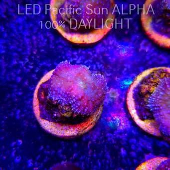 Rhodactis WWC LEMON HAZE (23.01.2025)  2P