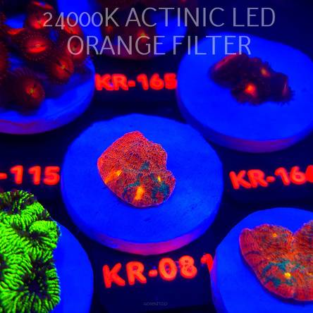  Echinophyllia COPPER CANYON (22.01.2026) KR-081  2cm