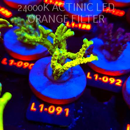 Anacropora WWC SLIMEBALL (02.08.2026) L1-091  7cm