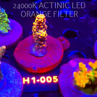 Acropora LATISTELLA WOLVERINE (01.02.2026) H1-005  5cm