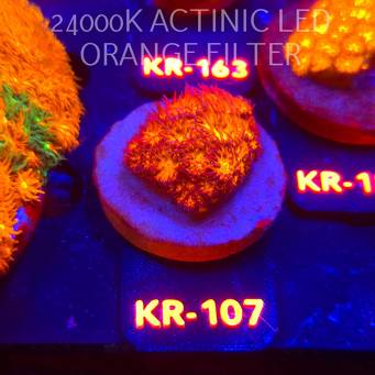 Leptastrea pruinosa JOHN DEERE (14.01.2026) KR-107  3cm