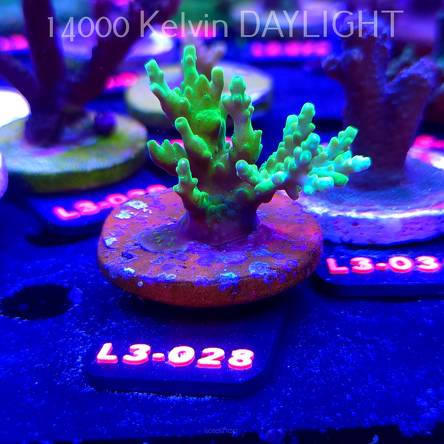 Acropora sp. AUSTRALIA (08.05.2026) L3-028  5cm