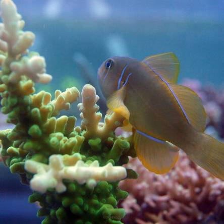 Gobiodon citrinus 4 cm