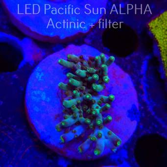 Acropora granulosa ELECTRIC LIME (01.12.2024) MM1-I-26  4cm