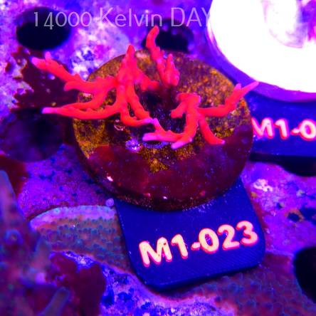 Anacropora Jason Fox TNT (12.06.2026) M1-023  4cm