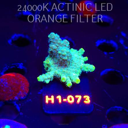 Acropora florida CLASSIC (01.02.2026) H1-073  3cm