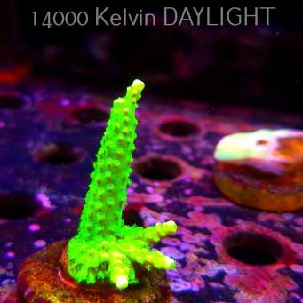 Acropora formosa TOXIC GREEN (07.04.2025) MM6-II-20  6cm