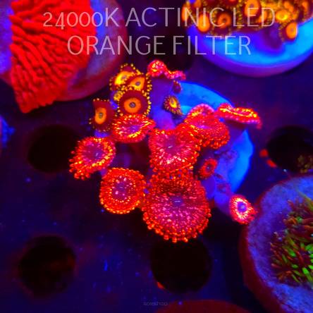 Zoanthus UTTER CHAOS + YELLOW SUBMARINE (03.03.2026)   10+6P