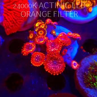 Zoanthus UTTER CHAOS + YELLOW SUBMARINE (03.03.2026)   10+6P