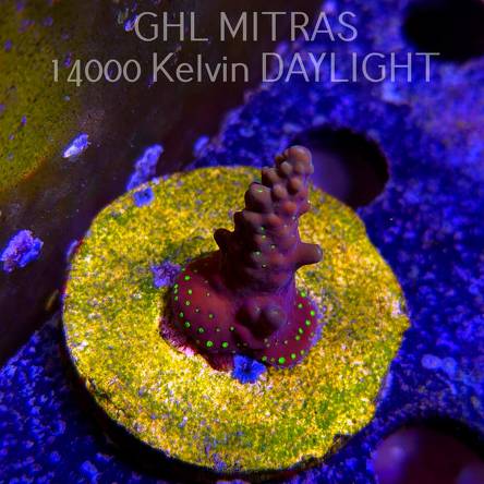 Acropora pinguis BLACK (20.02.2025) L4-I-1  4cm