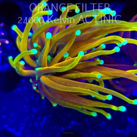   Euphyllia glabrescens Aussie SPECIAL GOLD TORCH (13.06.2025)
