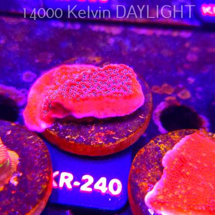 Montipora JASON FOX PHOENIX EVOLUTION (01.09.2026) KR-240  5cm