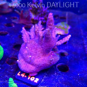 Acropora sp. PREMIUM AUSTRALIA (20.05.2026) L4-102  7cm