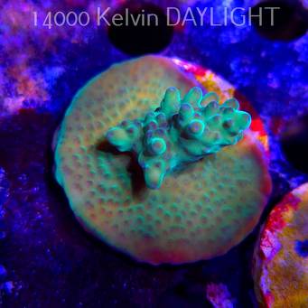 Acropora sp. AUSTRALIA  (21.06.2025) L4-III-17  4cm