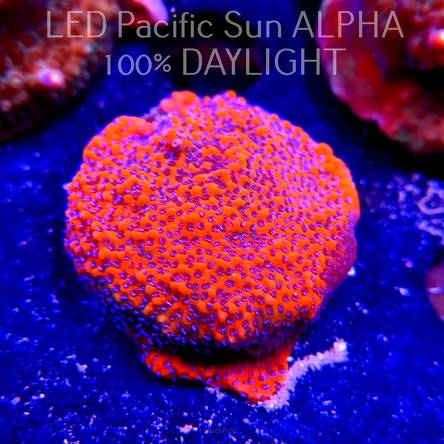 Montipora MYSTIC SUNSET RED+BLUE POLYP (10.07.2024) MM6-II-23  3cm