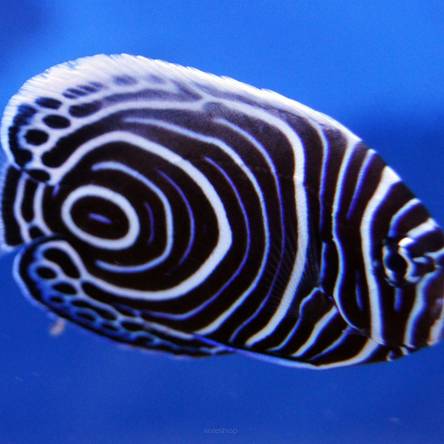 Pomacanthus imperator 6 cm