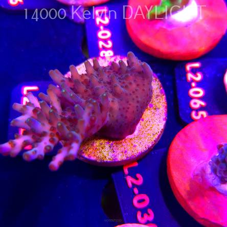 Acropora granulosa ULTRA (14.08.2026) L2-029  6cm
