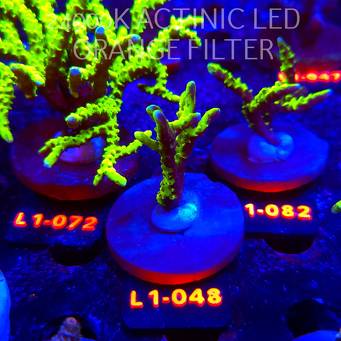 Anacropora WWC SLIMEBALL (11.10.2025) L1-048  5cm
