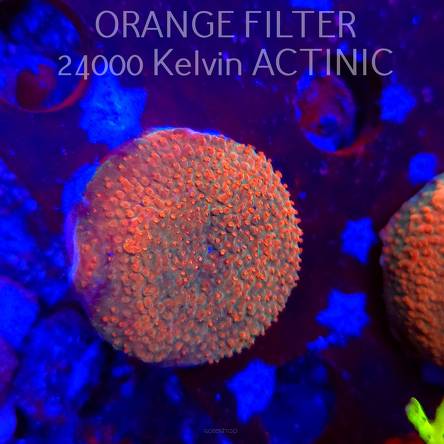 Acropora JMC RAINBOW PRINCESS Signature Frag (11.08.2025) MM6-I-37  3cm