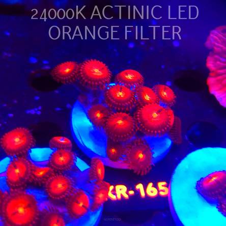 Zoanthus ALIEN EXPLOSION (22.01.2026) KR-165  13P