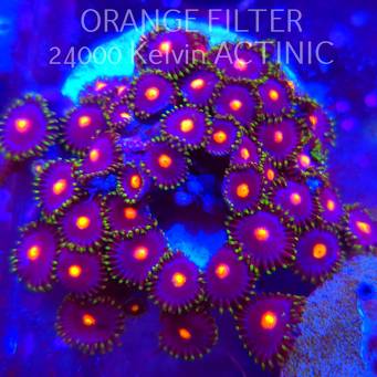 Zoanthus sp. (05.03.2025) 35P+