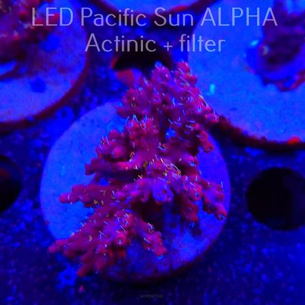 Acropora microclados CHEMICAL ROMANCE (19.01.2025) L2-II-20  6cm